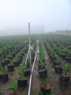 Irrigation sprayer for Congo